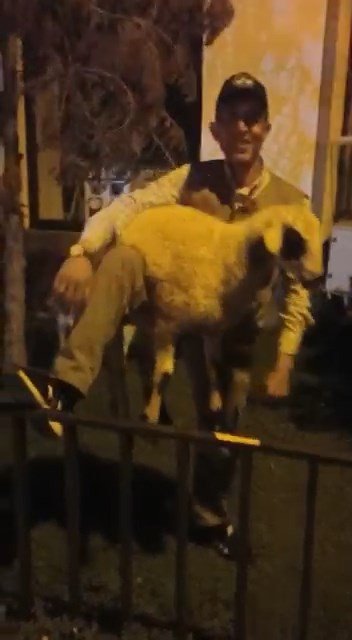 ’Kesilmekten kaçan’ koyunlar belediye ekipleri tarafından yakalandı