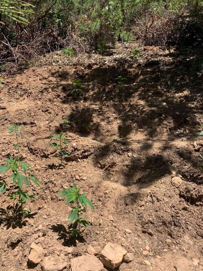 Konya'da zehir tacirleri ormanlık alanda taşıma suyla kenevir yetiştirmiş