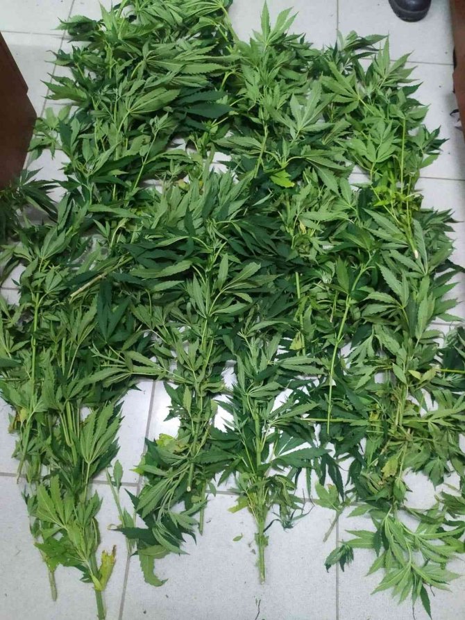 Konya'da zehir tacirleri ormanlık alanda taşıma suyla kenevir yetiştirmiş