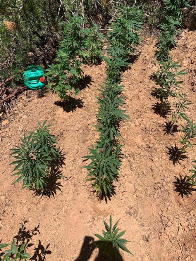 Konya'da zehir tacirleri ormanlık alanda taşıma suyla kenevir yetiştirmiş