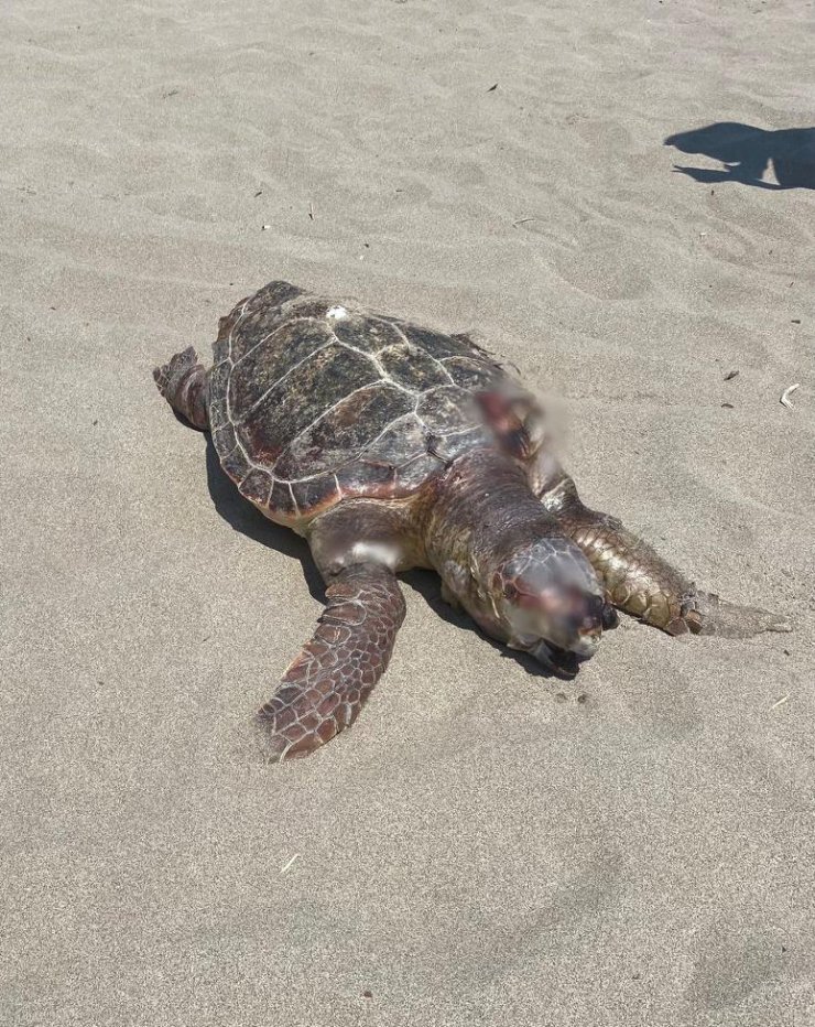 Plastiklerden bağırsakları tıkanan caretta caretta öldü