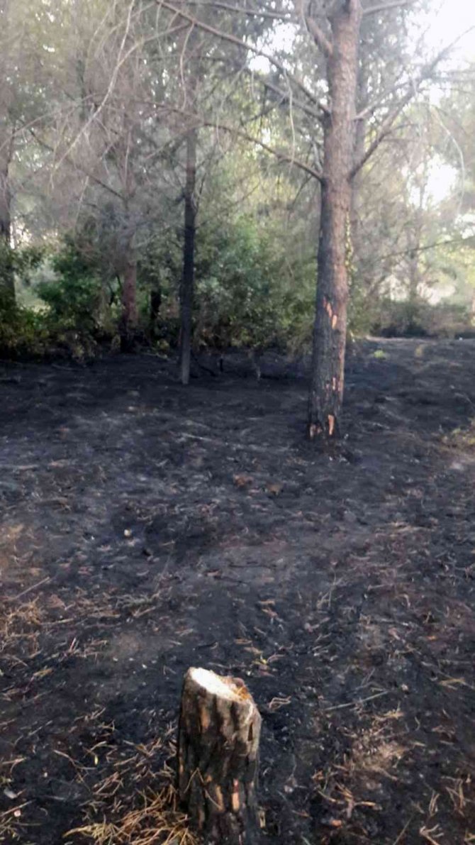 Sigara izmariti ormanı yakıyordu