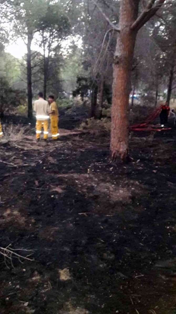 Sigara izmariti ormanı yakıyordu
