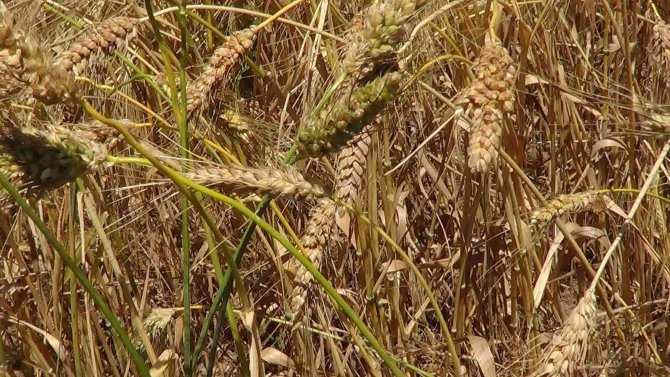 Bu buğday başka bir buğday! Her bir başakta 100 dane