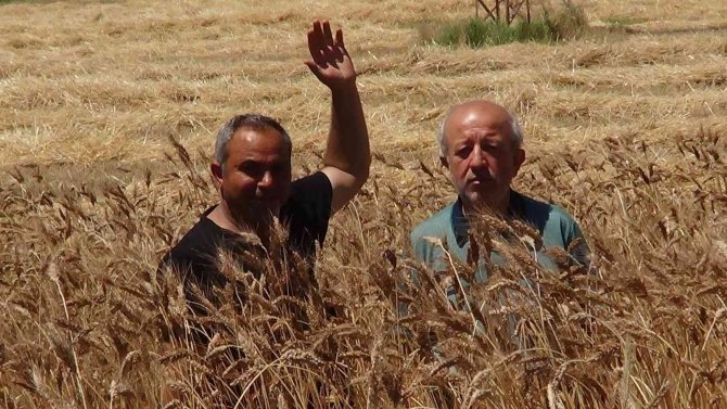 Bu buğday başka bir buğday! Her bir başakta 100 dane