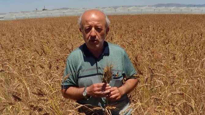 Bu buğday başka bir buğday! Her bir başakta 100 dane