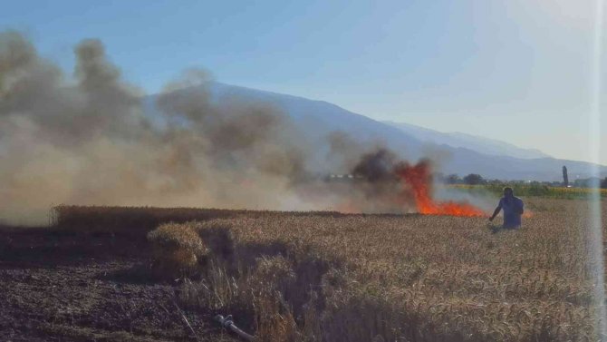 Buğday tarlası yangında küle döndü