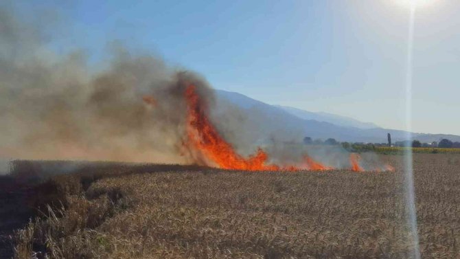 Buğday tarlası yangında küle döndü