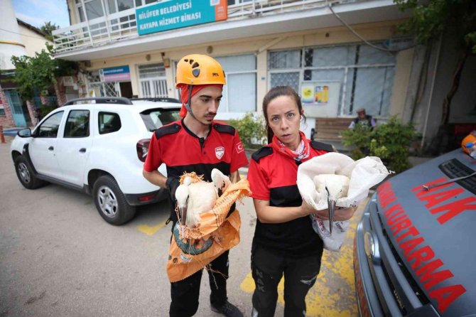 Cami kubbesindeki yuvadan düşen yavru leyleğe müthiş kurtarma