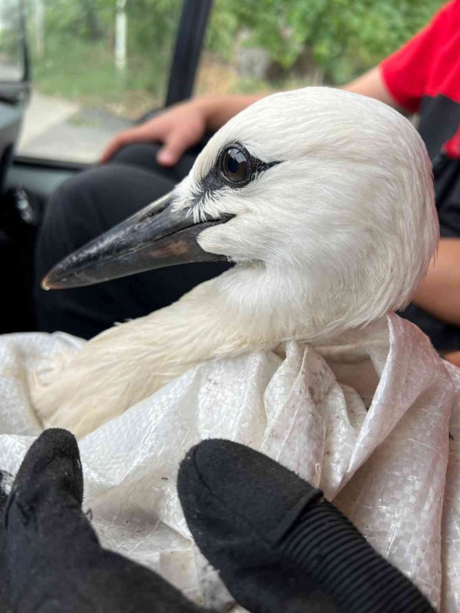 Cami kubbesindeki yuvadan düşen yavru leyleğe müthiş kurtarma