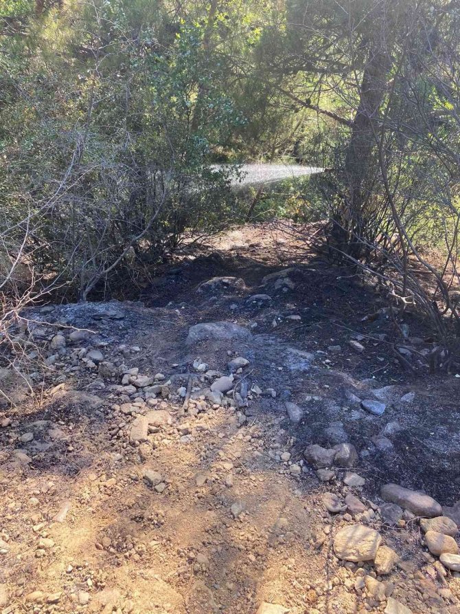 İki ayrı zeytinlik alanda çıkan yangın, ormana sıçramadan söndürüldü