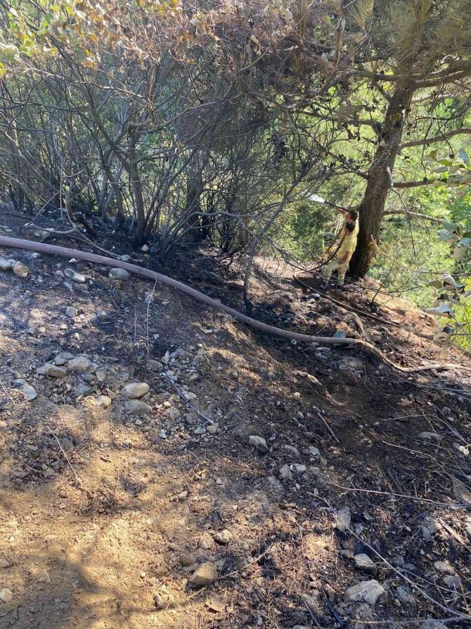 İki ayrı zeytinlik alanda çıkan yangın, ormana sıçramadan söndürüldü