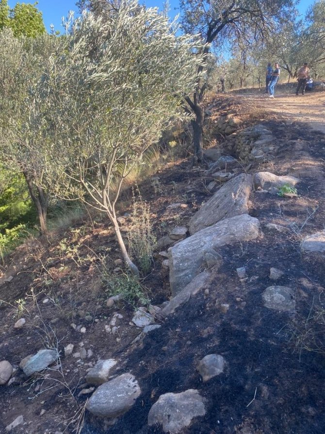 İki ayrı zeytinlik alanda çıkan yangın, ormana sıçramadan söndürüldü