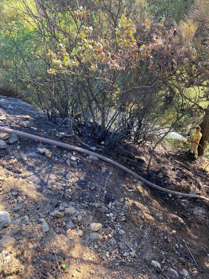 İki ayrı zeytinlik alanda çıkan yangın, ormana sıçramadan söndürüldü