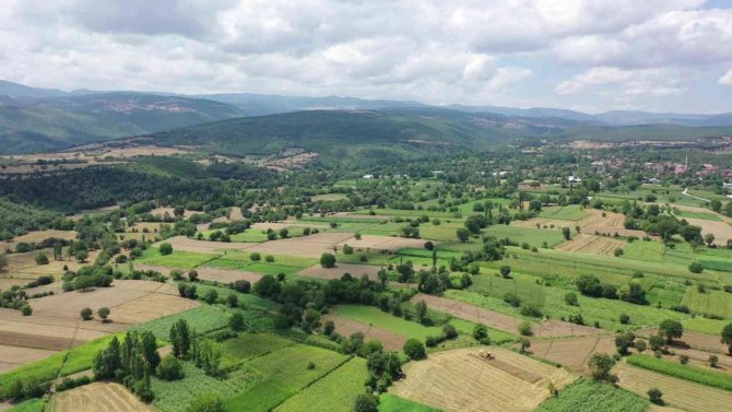 Asırlık kenevir merkezinde 175 dekarda üretim