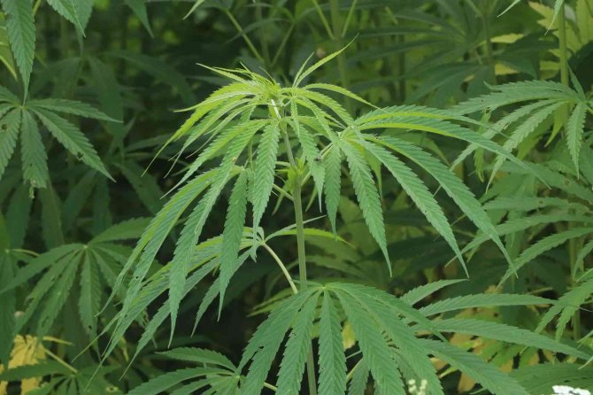 Asırlık kenevir merkezinde 175 dekarda üretim