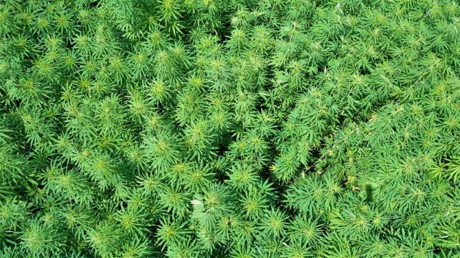 Asırlık kenevir merkezinde 175 dekarda üretim