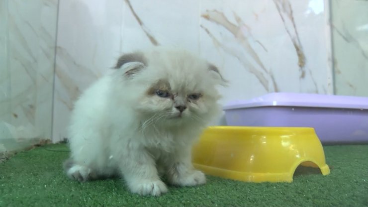 Petshop vitrinlerinden kedi ve köpekler kaldırıldı  