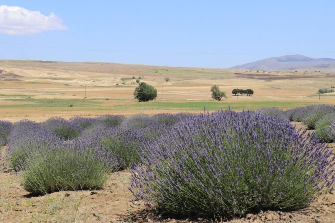 Susuz topraklarda lavanta verimi