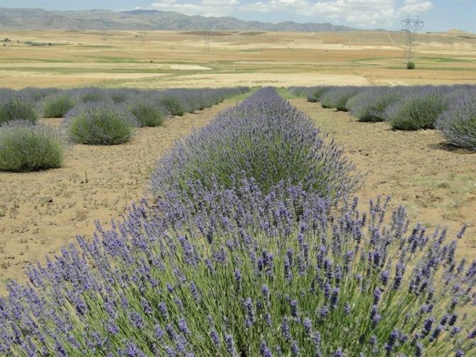 Susuz topraklarda lavanta verimi
