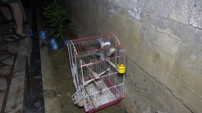 Yanan evinde ailesinden sonra kuşlarını kurtardı