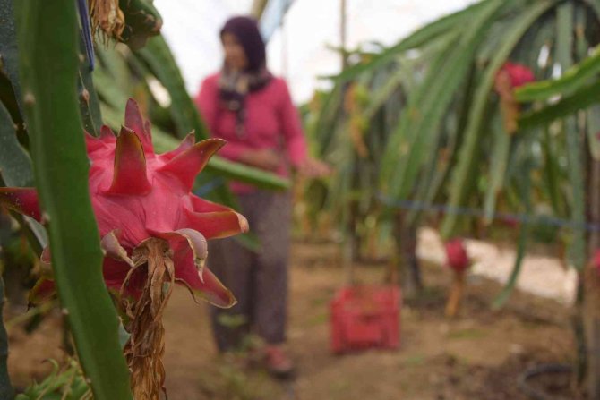 Ejder meyvesinde hasat başladı