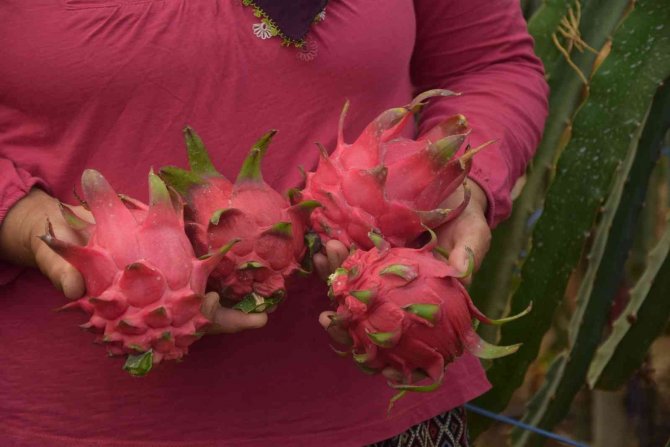 Ejder meyvesinde hasat başladı