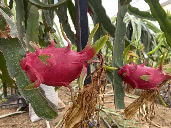Ejder meyvesinde hasat başladı