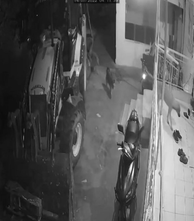 Köpeklerin organize ayakkabı hırsızlığı kamerada