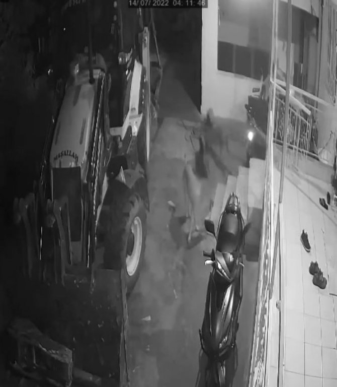 Köpeklerin organize ayakkabı hırsızlığı kamerada