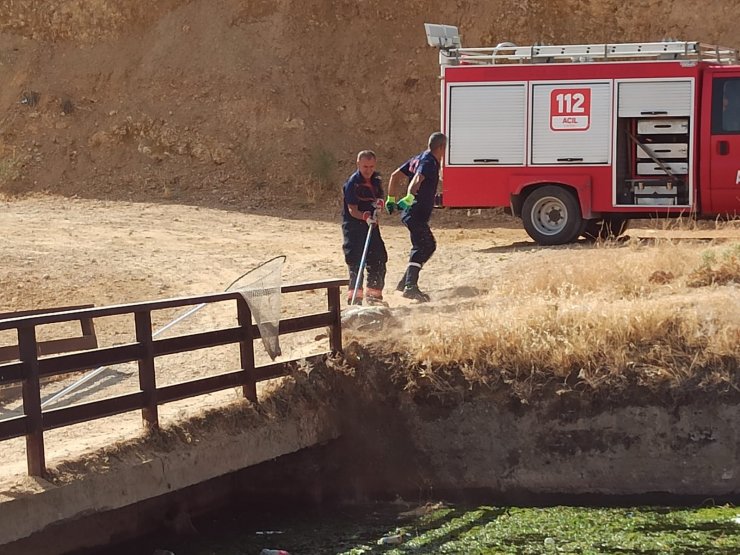 Nusaybin’de sulama kanalında düşen 3 köpek kurtarıldı
