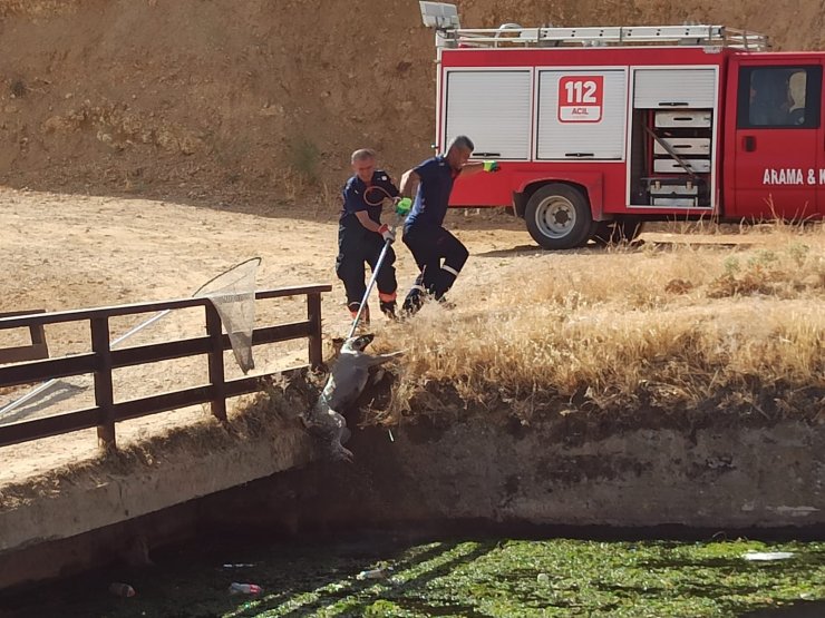 Nusaybin’de sulama kanalında düşen 3 köpek kurtarıldı