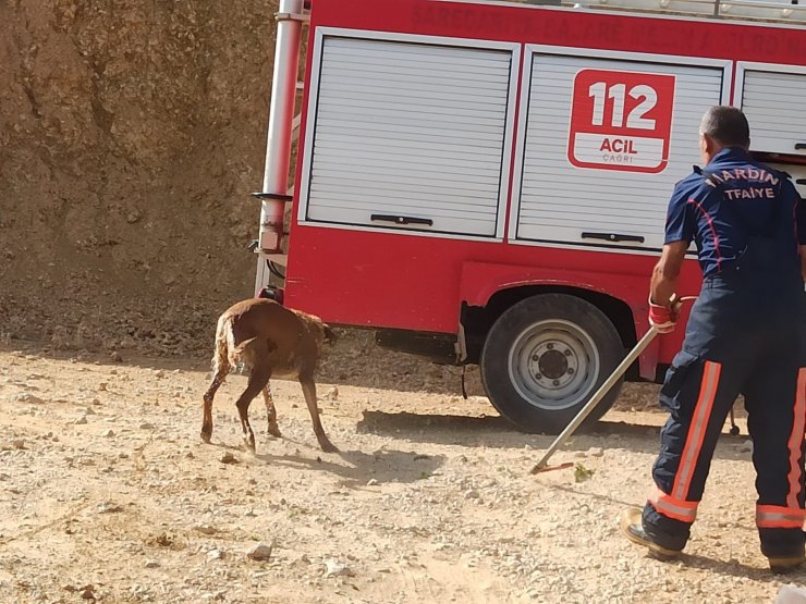 Nusaybin’de sulama kanalında düşen 3 köpek kurtarıldı