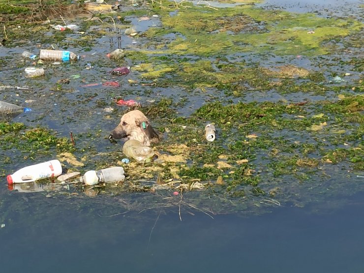 Nusaybin’de sulama kanalında düşen 3 köpek kurtarıldı