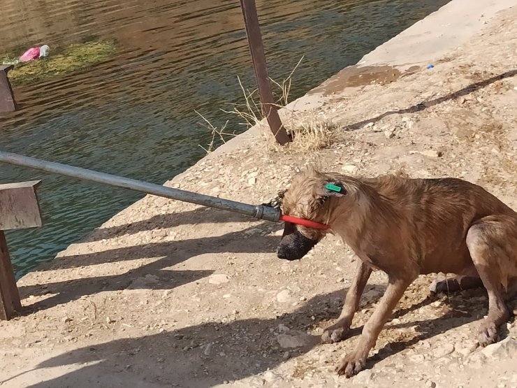 Nusaybin’de sulama kanalında düşen 3 köpek kurtarıldı