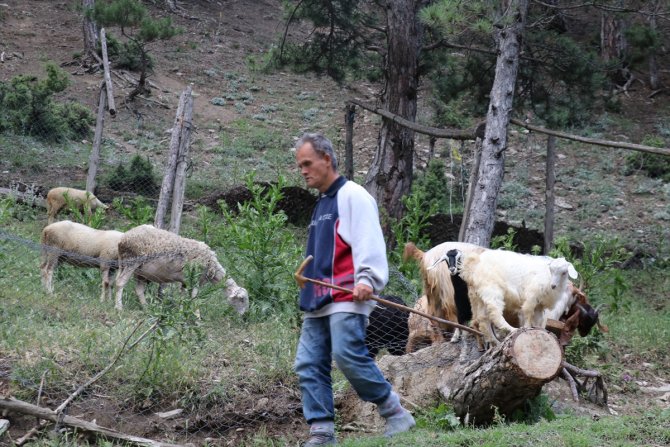 Engelli oğluyla 40 yıldır çobanlık yapıyor