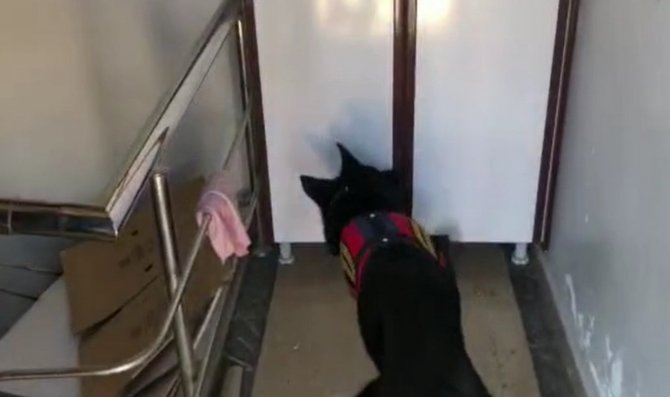 Ayakkabı kutularındaki esrarı dedektör köpek buldu