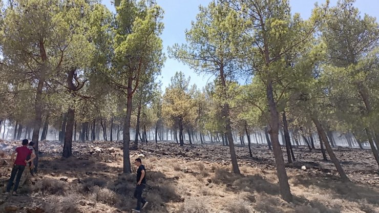 Hatay'da örtü yangınında 30 dönüm alan zarar gördü