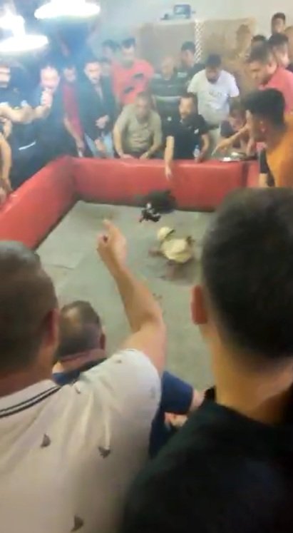 Horoz dövüşü yaptırılan derneğe polis baskını; 46 horoza el konuldu