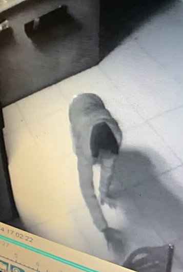 Kasalardan para çaldı, kameralara yakalanmamak için yerde süründü