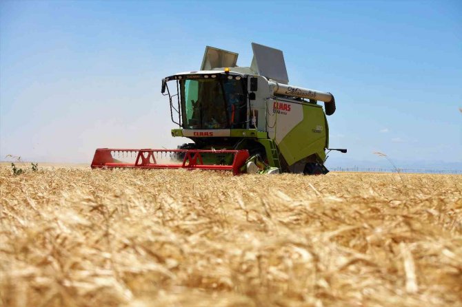 Konya Ovasında hububat ürünlerinde verim ve kalite arttı