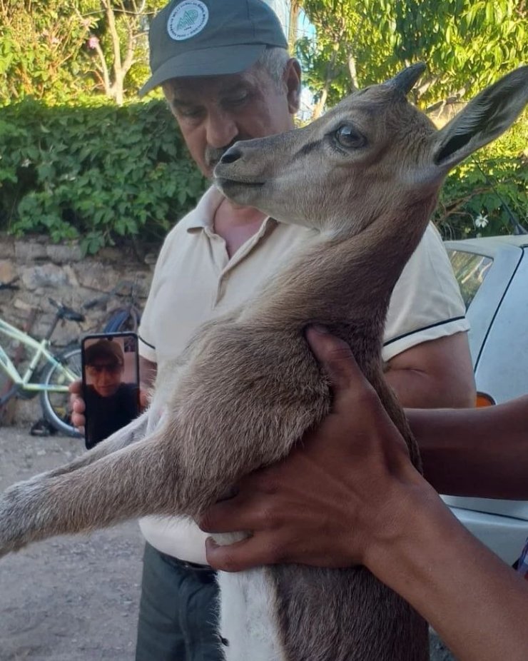 Sulama kanalına düşen yavru yaban keçisini çiftçi kurtardı