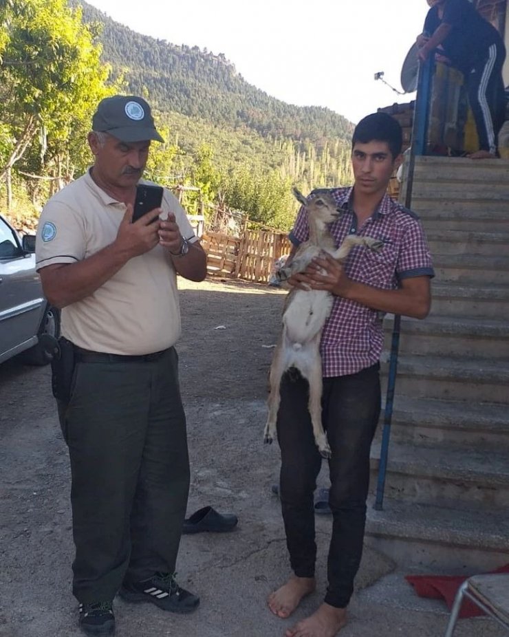 Sulama kanalına düşen yavru yaban keçisini çiftçi kurtardı