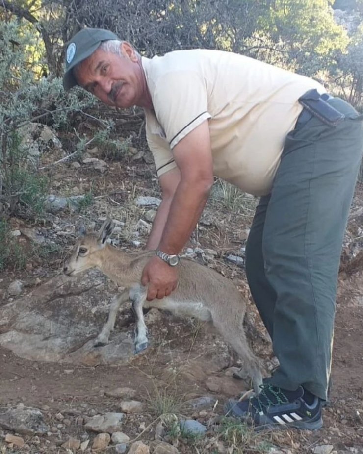 Sulama kanalına düşen yavru yaban keçisini çiftçi kurtardı