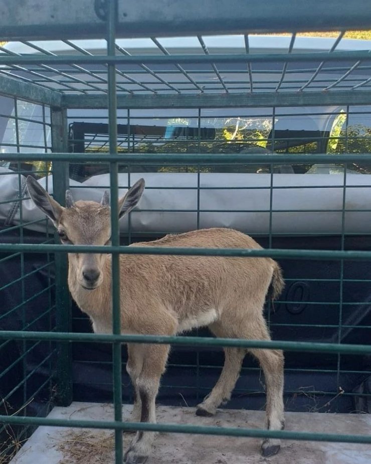 Sulama kanalına düşen yavru yaban keçisini çiftçi kurtardı