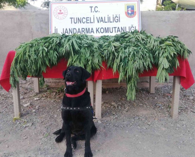 Tunceli’de uyuşturucu operasyonu