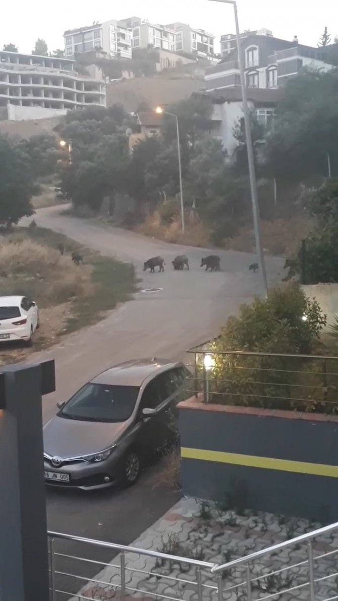 Aç kalan domuz sürüsü şehir merkezine indi