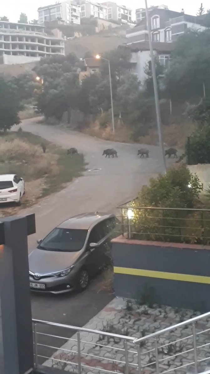 Aç kalan domuz sürüsü şehir merkezine indi