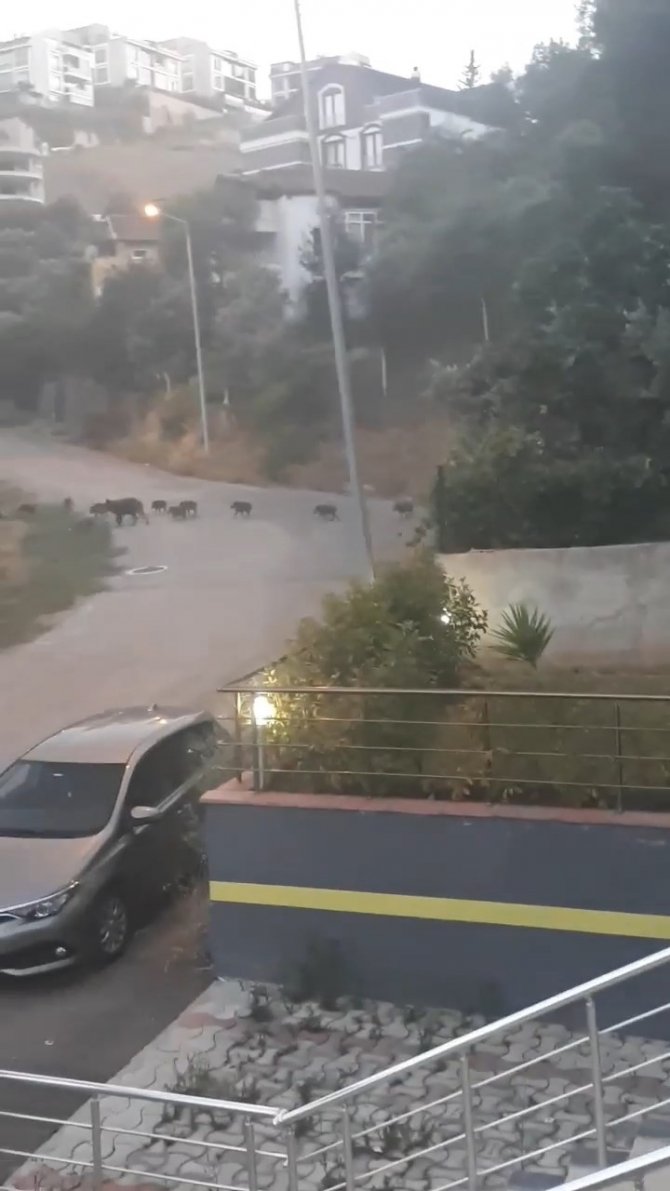 Aç kalan domuz sürüsü şehir merkezine indi