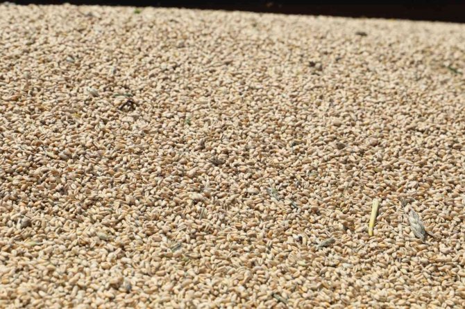 Çiftçiye dağıtılan buğdayların ilk hasadı bereketli geçti